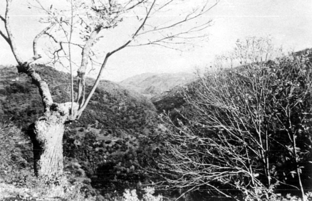 A view of the wooded Sila Plateau.