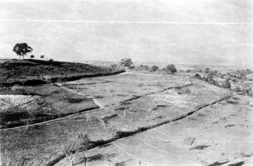 Grain and fruit cultivation in S. Benedetto Ullano.