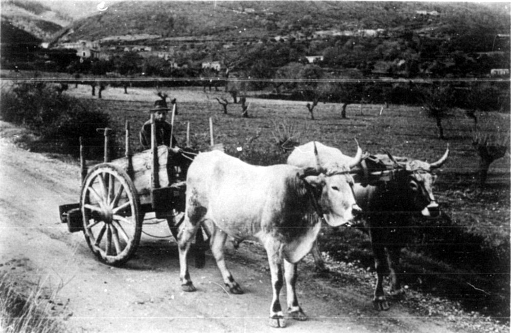 An ox-drawn cart in S. Benedetto Ullano.
