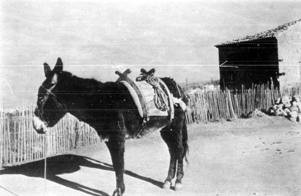 A donkey with the type of pack saddle that is characteristic of the Italo-Albanian villages in the northern margin of the Sila.