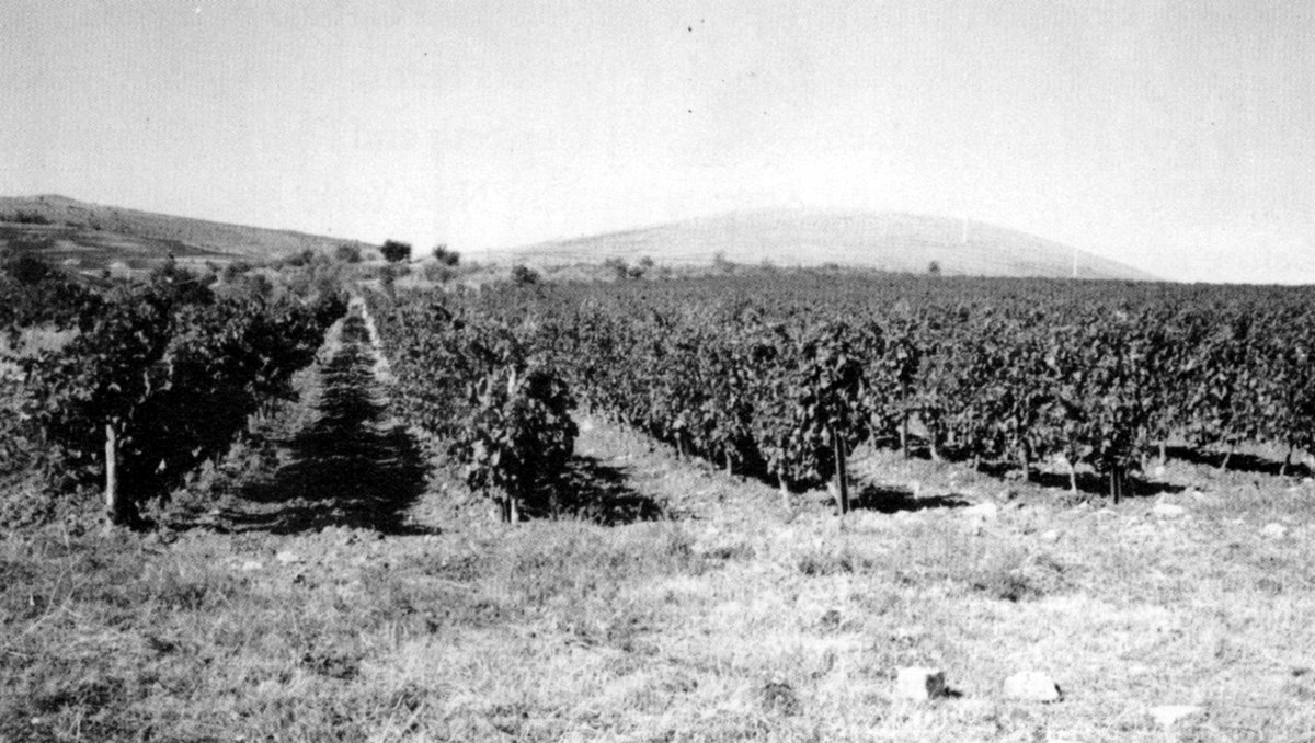 Rows of grapevines in a vineyard with hills behind